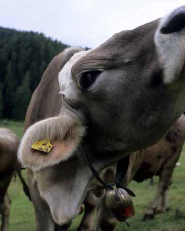 A cow close-up - JBLArts photography
