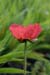 Red Poppy (Papaver) - The Gardens of Trauttmansdorff Castle, Meran, JBLArts photography