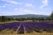 Lavender field - Lavender land, Provence, JBLArts photography