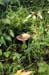 Newly born mushroom in the under-wood - Mushrooms in natural woods, JBLArts photography