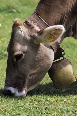 A cow's cropping grass - Cow and their life, JBLArts photography