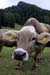A cow close-up - Cow and their life, JBLArts photography