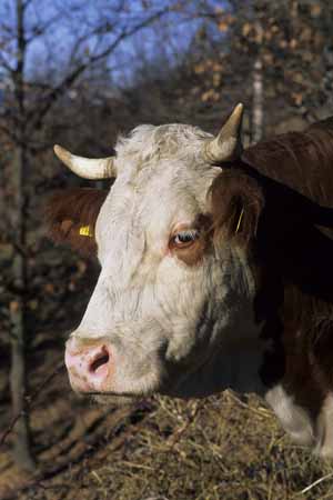 A cow close-up - Cow and their life, JBLArts photography