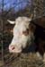A cow close-up - Cow and their life, JBLArts photography