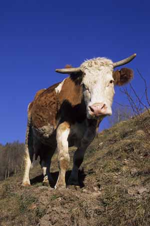 Cow with horns - Cow and their life, JBLArts photography