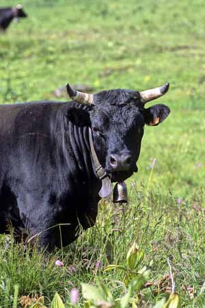 A black cow - Cow and their life, JBLArts photography