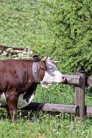 A cow's turning up the bell - Cow and their life, JBLArts photography