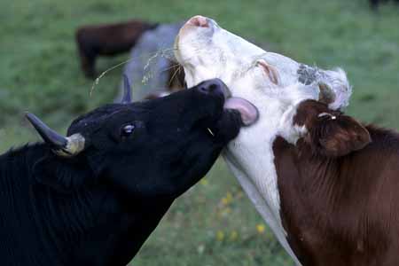 A black cow is licking a friend - Cow and their life, JBLArts photography