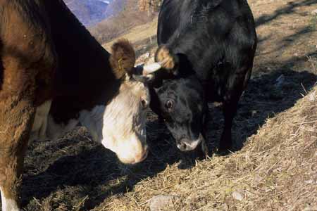 Cow fight - Cow and their life, JBLArts photography