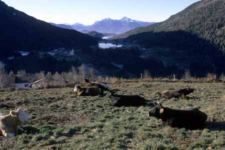 Ruminating cows  - Cow and their life, JBLArts photography