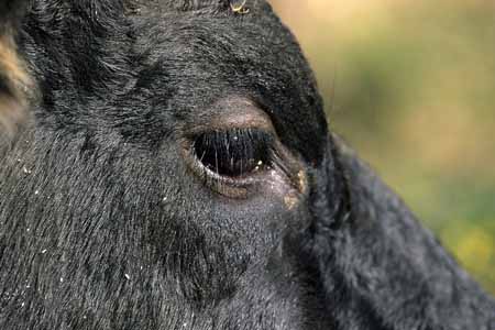 Cow's eye - Cow and their life, JBLArts photography