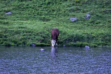 A cow's drinking at a lake - Cow and their life, JBLArts photography
