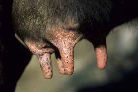 Cow's breast - Cow and their life, JBLArts photography