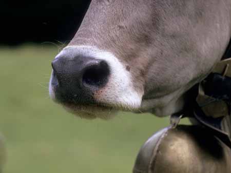 Cow's nose - Cow and their life, JBLArts photography