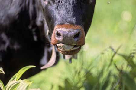 Cow's sneer - Cow and their life, JBLArts photography
