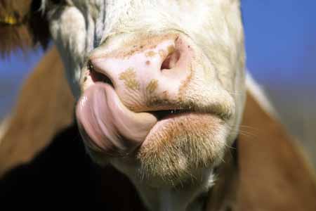 A cow's cleaning-out its nose - Cow and their life, JBLArts photography