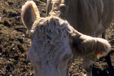 Cow's ear - Cow and their life, JBLArts photography
