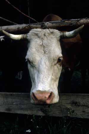 A cow past the fence - Cow and their life, JBLArts photography