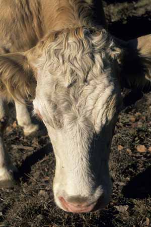 Golden locks - Cow and their life, JBLArts photography