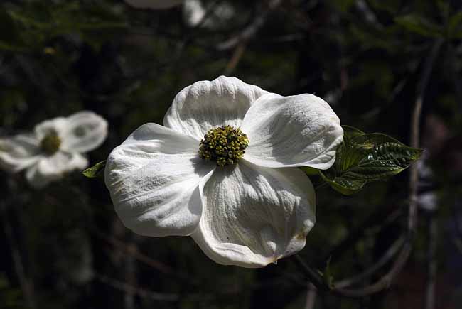 Arbutus - The Gardens of Trauttmansdorff Castle, Meran, JBLArts photography