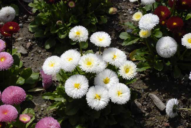 White Tagetes - The Gardens of Trauttmansdorff Castle, Meran, JBLArts photography