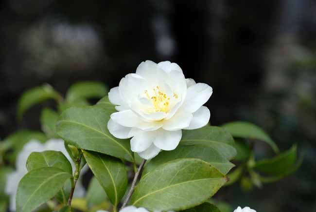Camellias - The Gardens of Trauttmansdorff Castle, Meran, JBLArts photography