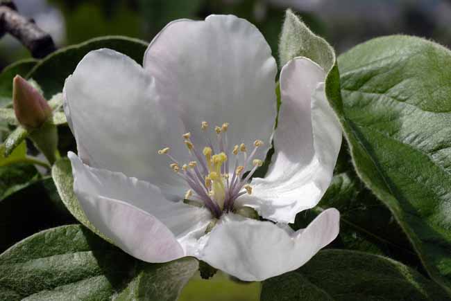 Silk petals - The Gardens of Trauttmansdorff Castle, Meran, JBLArts photography