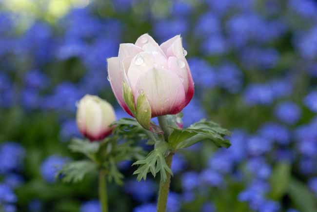 Dewdrops - The Gardens of Trauttmansdorff Castle, Meran, JBLArts photography