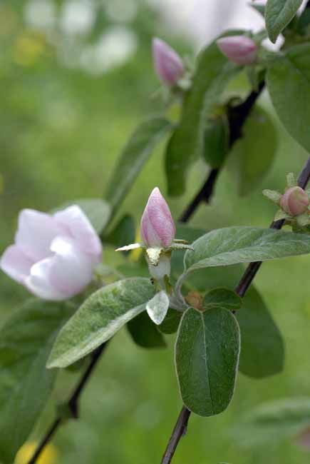 Spiral bud - The Gardens of Trauttmansdorff Castle, Meran, JBLArts photography