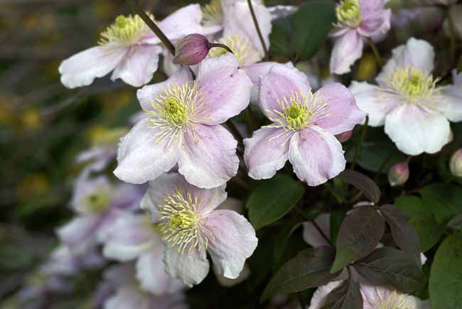Posy - The Gardens of Trauttmansdorff Castle, Meran, JBLArts photography