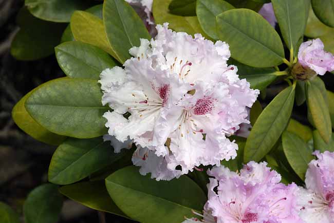 Pink and white Rhododendron - The Gardens of Trauttmansdorff Castle, Meran, JBLArts photography