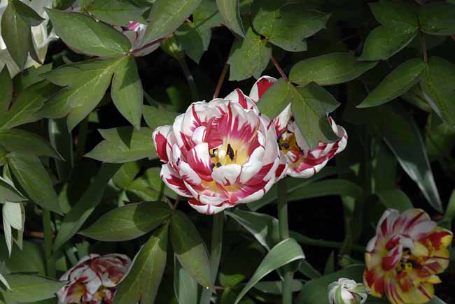 Crossbred tulip - The Gardens of Trauttmansdorff Castle, Meran, JBLArts photography