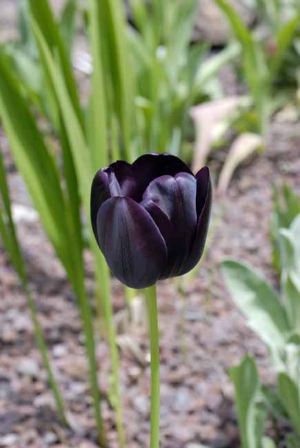 Black tulip - The Gardens of Trauttmansdorff Castle, Meran, JBLArts photography