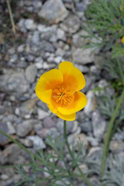 ...to blossom - The Gardens of Trauttmansdorff Castle, Meran, JBLArts photography