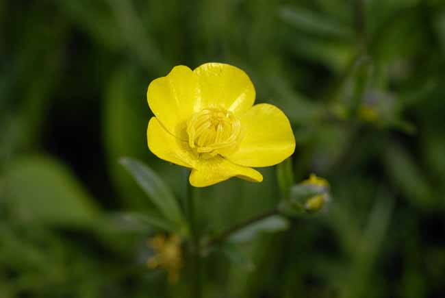 Globeflower (Trollius europaeus) - The Gardens of Trauttmansdorff Castle, Meran, JBLArts photography