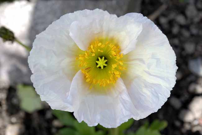 White Poppy (Papaver) - The Gardens of Trauttmansdorff Castle, Meran, JBLArts photography