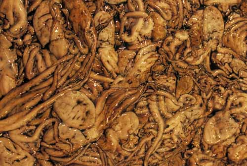 Cuttlefishes - Rialto's fish-market in Venice, JBLArts photography