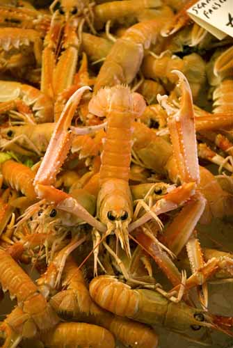 Scampi commander - Rialto's fish-market in Venice, JBLArts photography