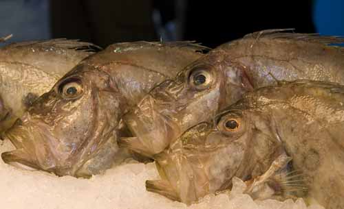 San Pietro - Rialto's fish-market in Venice, JBLArts photography
