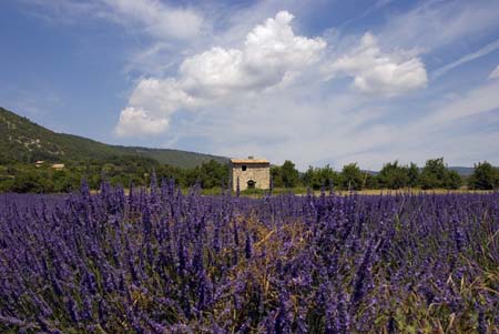 Lavender and house - Lavender land, Provence, JBLArts photography
