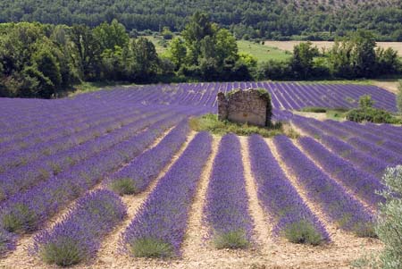 Lavender lines - Lavender land, Provence, JBLArts photography