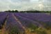 Lavender field - Lavender land, Provence, JBLArts photography