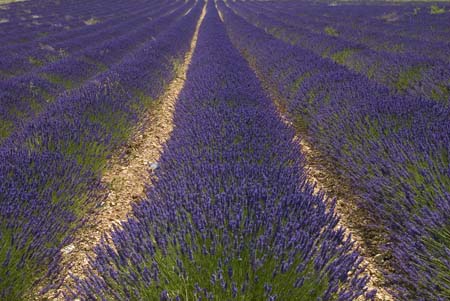 Lavender lines - Lavender land, Provence, JBLArts photography