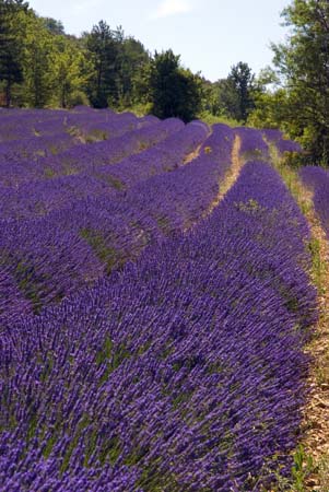 Lavender curves - Lavender land, Provence, JBLArts photography