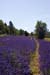 Lavender field - Lavender land, Provence, JBLArts photography