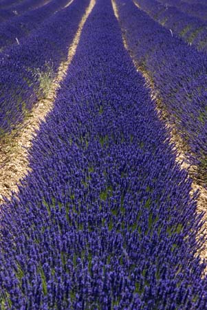 Lavender pins - Lavender land, Provence, JBLArts photography