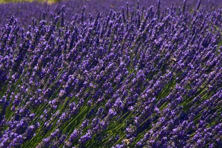 Lavender and wind - Lavender land, Provence, JBLArts photography