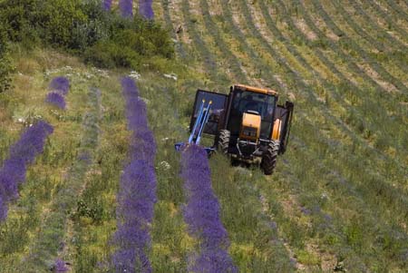 Machine lavender crop - Lavender land, Provence, JBLArts photography