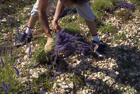 Human lavender crop - Lavender land, Provence, JBLArts photography