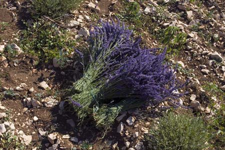 Lavender bunch - Lavender land, Provence, JBLArts photography